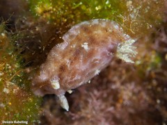 Peltodoris punctifera