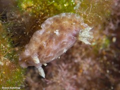 Peltodoris punctifera