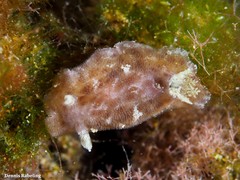 Peltodoris punctifera