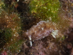 Peltodoris punctifera