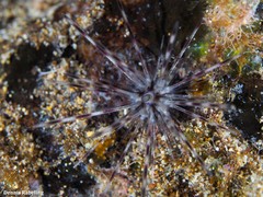 Diadema africanum