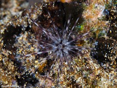 Diadema africanum