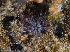 Diadema africanum
