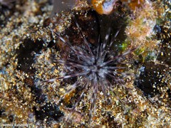 Diadema africanum