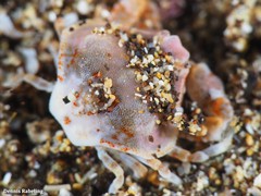 Ebalia edwardsii