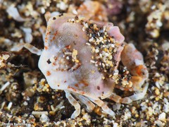 Ebalia edwardsii