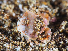 Ebalia edwardsii
