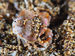 Ebalia edwardsii