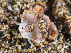 Ebalia edwardsii