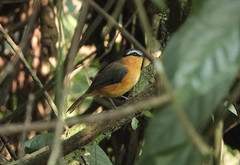 Sheppardia polioptera