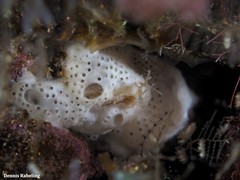 Lissoclinum perforatum