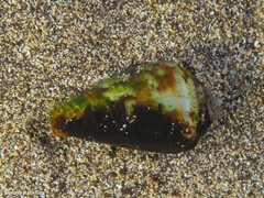 Conus guanche
