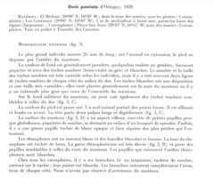 Peltodoris punctifera