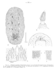 Peltodoris punctifera