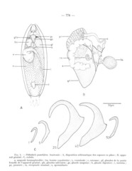 Peltodoris punctifera