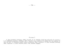 Peltodoris punctifera