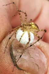 Afropisaura