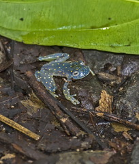 Cochranella euknemos