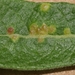 Iteomyia salicifolia - Photo (c) Jing V. Leong, algunos derechos reservados (CC BY-NC), subido por Jing V. Leong