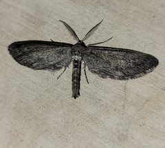 Glaucina interruptaria