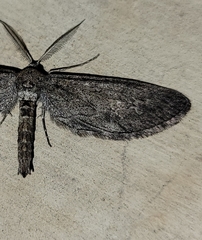 Glaucina interruptaria