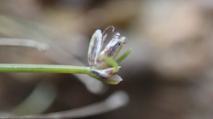 Eleocharis retroflexa