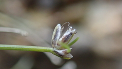 Eleocharis retroflexa