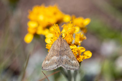 Pyrausta aerealis