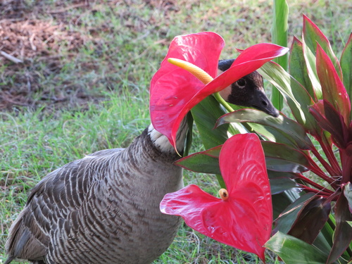 Hawaiian Goose