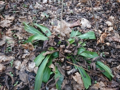 Lilium candidum
