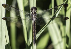 Libellula incesta