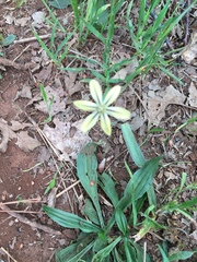 Triteleia ixioides anilina
