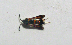 Synanthedon sapygaeformis