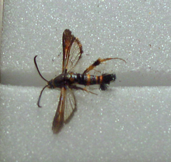 Synanthedon sapygaeformis