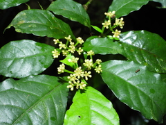 Eumachia boliviana