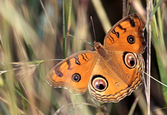 Junonia almana