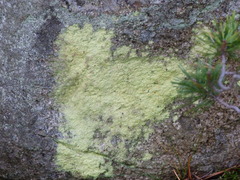 Chrysothrix chlorina