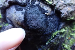 Chaetosphaerella phaeostroma