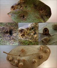 Dryomyia lichtensteinii