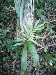 Zamia prasina