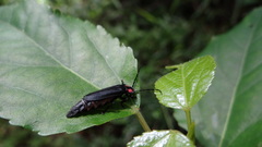Pyractonema
