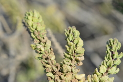 Ophryosporus triangularis