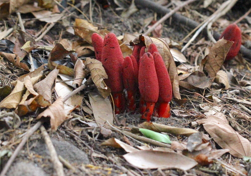Balanophora laxiflora (Balanophora laxiflora)