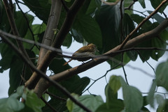 Chloropicus elliotii