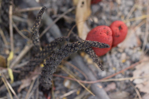 Image of Balanophora laxiflora by no rights reserved