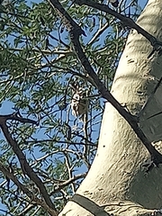 Cinnyris mariquensis