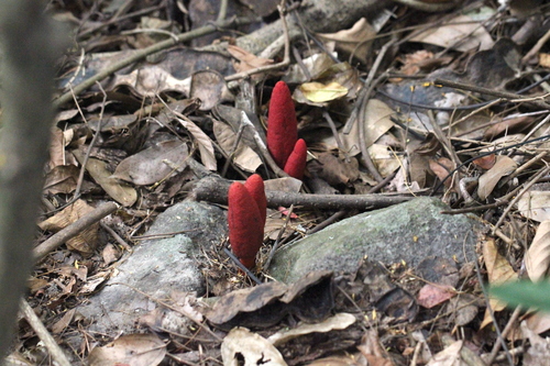 Image of Balanophora De Hong Kong (Balanophora laxiflora) by no rights reserved
