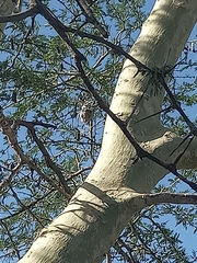 Cinnyris mariquensis