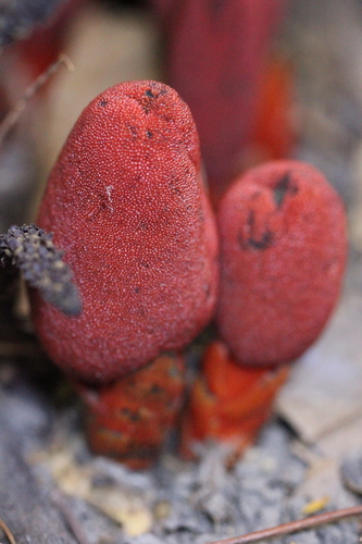 Image of Balanophora laxiflora by no rights reserved