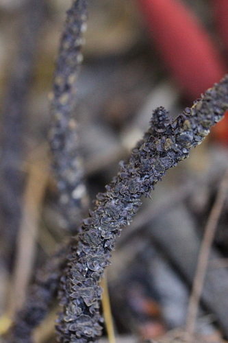 Image of Balanophora De Hong Kong (Balanophora laxiflora) by no rights reserved